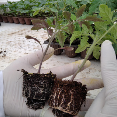 Жидкие удобрения AZCHEMCO применены в экспериментах в Научно-Исследовательском Институте Минсельхоза